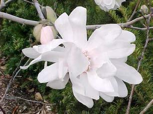 Magnolia x loebneri Magnolia - Deciduous,