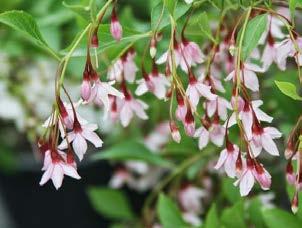 Styrax japonicus Pink Chimes Snowbell - Deciduous, small, single or