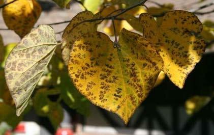 March-April - Heart shaped leaves, varies in
