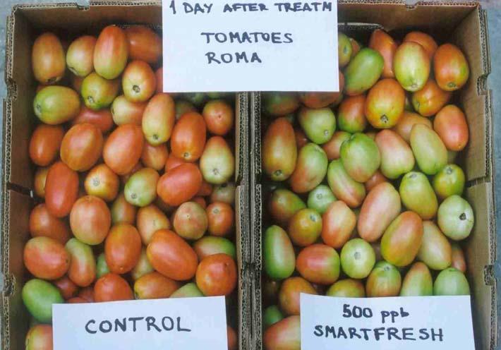 Roma tomato held at 20 o C/68 o