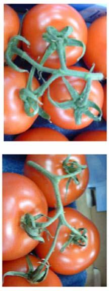 SM Tomatoes on the vine Advantages: Better vine appearance Greener 5-10% less water loss from stems Less Botrytis on the stem Reduced shatter, e.g. on bunched cherry tomatoes abscission was 58% in control fruit vs 14% in fruit (Lichter et al.