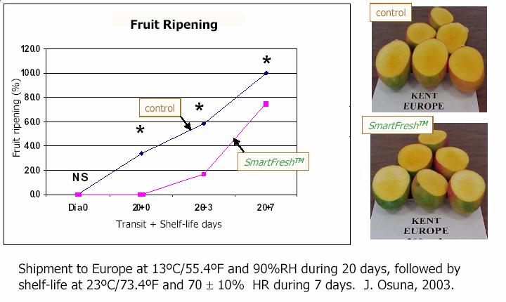 Mango SM technology: Mango Shipment of Kent mangoes to
