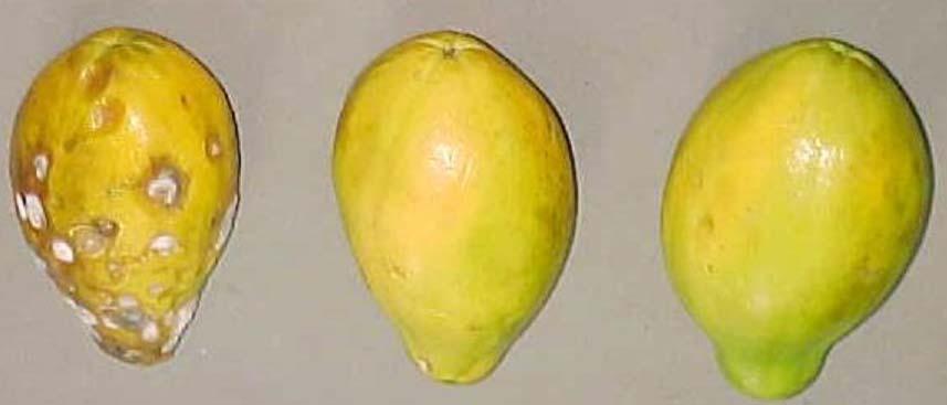SM technology: Papaya Papaya Harvested at