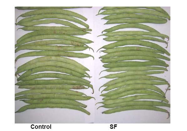 SM technology: Vegetables Benefits seen on vegetables include Reduced yellowing of leafy