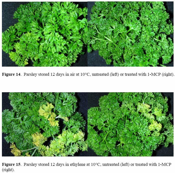 g. reduced bitterness in carrots And probably many more undiscovered benefits SM SM