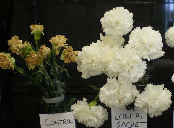 Cut flowers - Carnations After 7 days of vase life EBS Variety Source Treatment Vase life (days) White Sim California 0.1 a EthylBloc Sachet 12.8 b Unknown white Colombia 0.1 a EthylBloc Sachet 12.1 b Unknown pink Colombia 0.