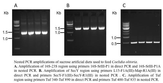 Figure 1. PCR results with feeding solutions of Coelidia olitoria.