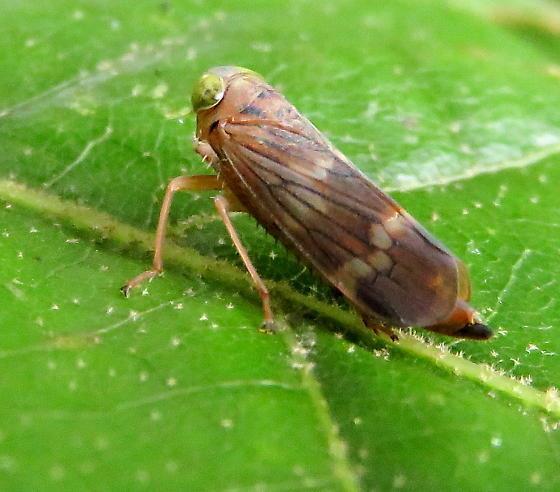 which are all from the leafhopper Coelidia olitoria.