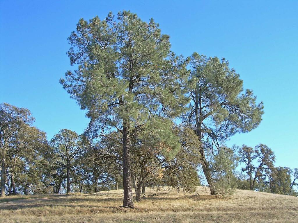 Gray Pine and its Terrain Comparison of Hyperspectral Gray Pine