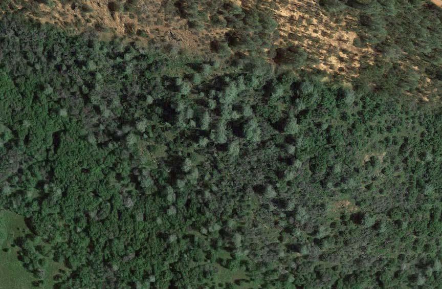 Tree crown visible in aerial imagery.
