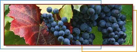 Fruit of the Month Grapes The grape is one of the oldest fruits to be cultivated going back as far as biblical times. Spanish explorers introduced the fruit to America approximately 300 years ago.