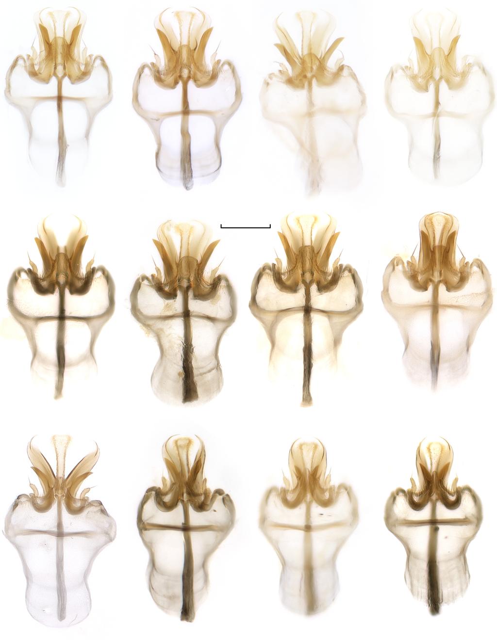 McEvey & Schiffer: Australian Drosophila ananassae subgroup 141 14 15 16 17 Darwin, NT Darwin, NT Tabubil, PNG Wanigela, PNG D. pandora sp.nov.
