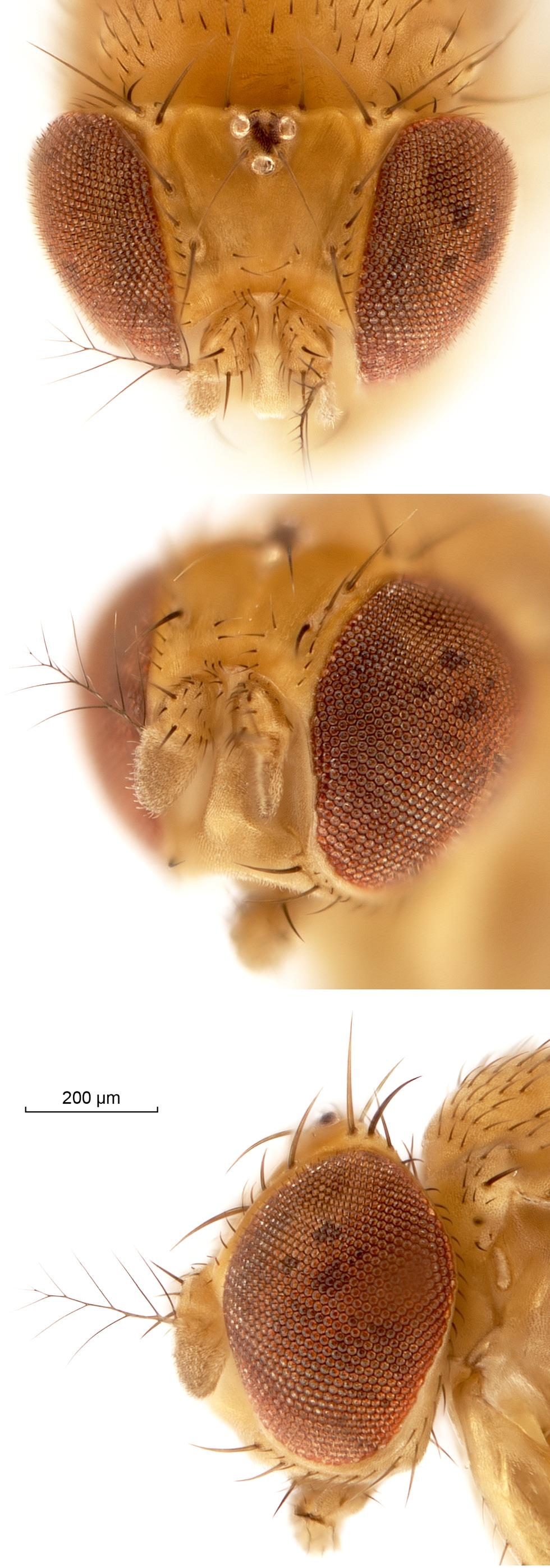 McEvey & Schiffer: Australian Drosophila ananassae subgroup 151 86 87 88 Figures 86 88. Drosophila schugi sp.nov. holotype AMS K282922. Dorsal, lateral and anterolateral views of the head and face.