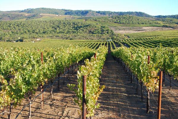 Why should you care about Michael Mondavi s wines?