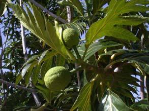 Breadfruit, Artocarpus altilis Starch staple of Pacific