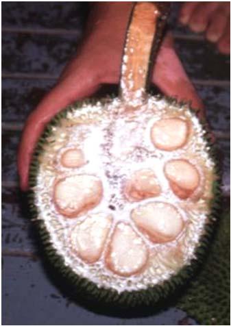 -What role have humans had in breadfruit origins and