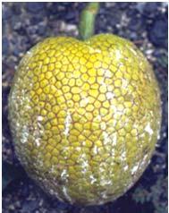 II. Breadfruit Origins B.