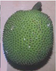 Morphological Breadfruit s Evidence: