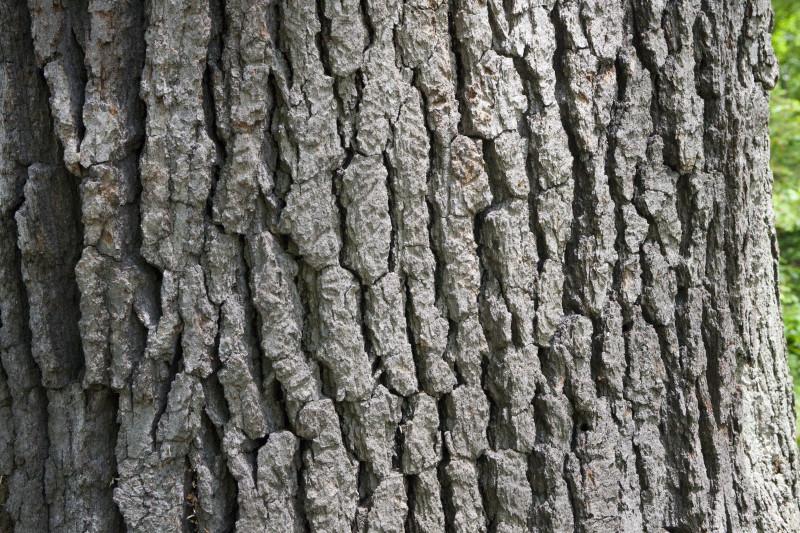 White Oak Quercus alba deciduous Seed/Acorn: