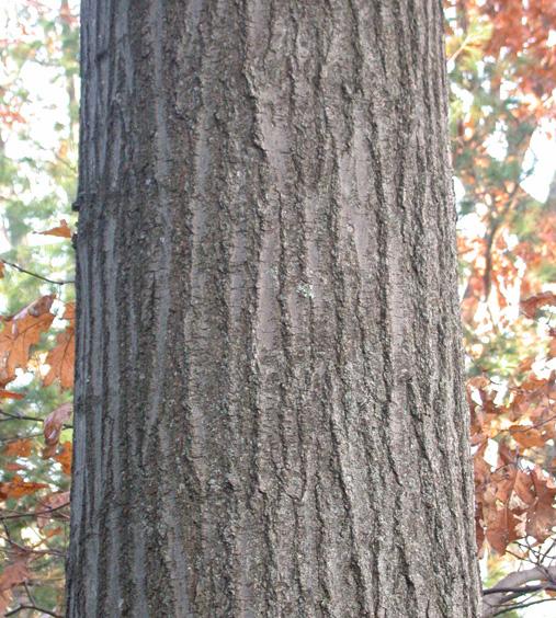 Red Oak Quercus rubra