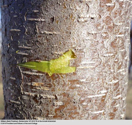 Sweet Birch Betula lenta deciduous
