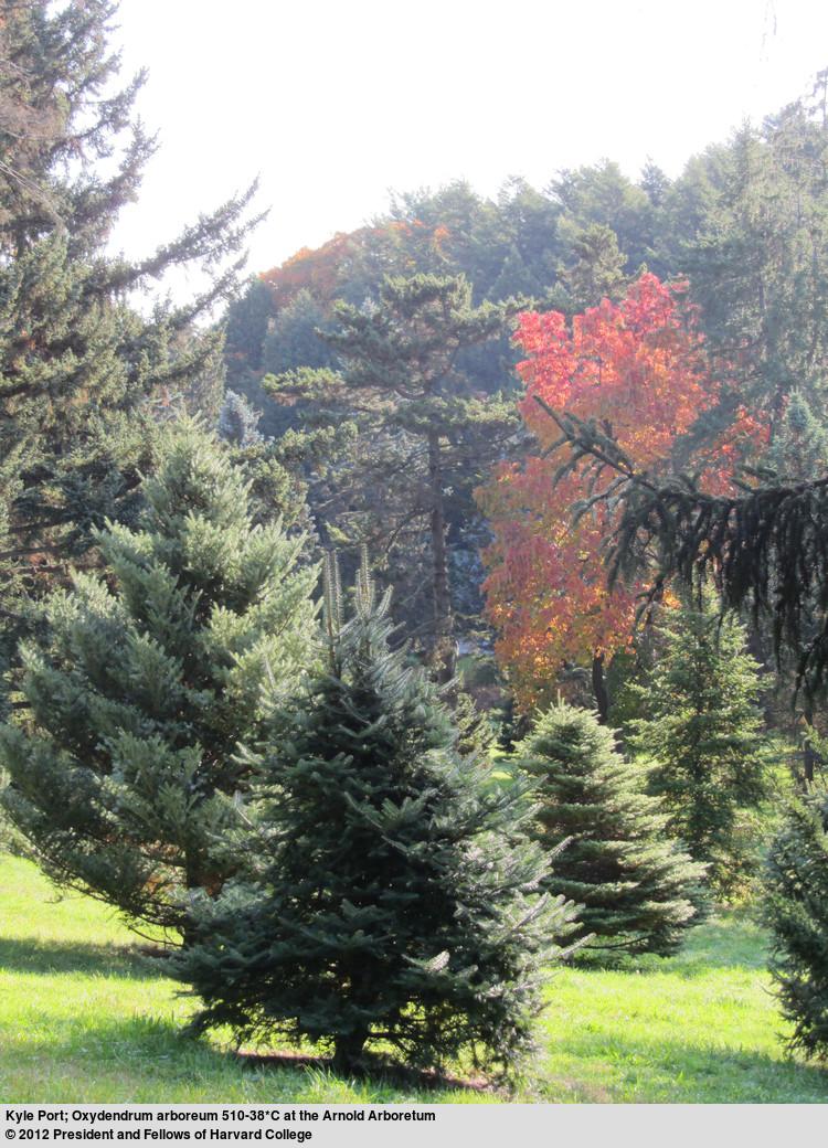 Exploring the Conifer Collection Make a collection: you can pick up any plant material on the ground to bring back to school Make Leaf/Bark rubbings Bring science journal and