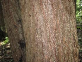 Eastern Hemlock Tsuga canadensis evergreen Bark: pink