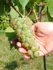 M-17-21 The fruit looked very good in September 2004, and juice parameters were favorable