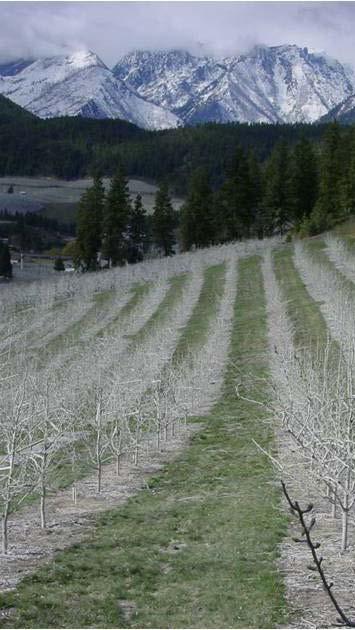 Organic Pear Acreage Washington State 2,5 2, 2,33 1,9 Acres 1,5 1, 5 619 1998 99 1 2 3 4 5 6 7 8 9 1 11 12 Certified pear