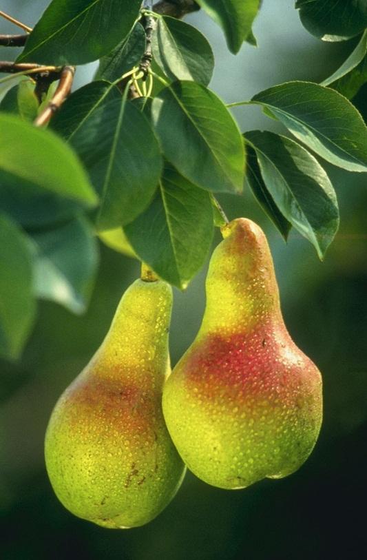 Organic Pear Acres by Variety Washington 212 Other & NS 5% Asian 2% Bosc 17%