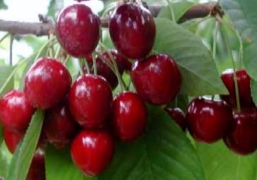 Organic Cherry Variety Acres Washington State 212 Skeena 8% Rainier 8% Sweetheart 5% Oth Sweet 3% Variety NS 27% Other Dark Sweet