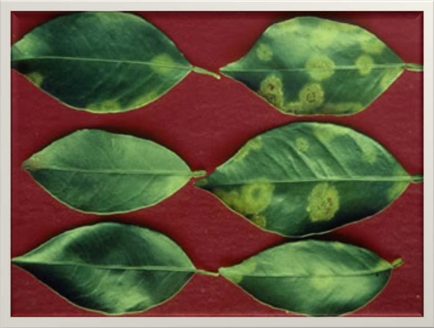 Foliar symptoms on Citrus Leaves Photo: Carlos Amadeu
