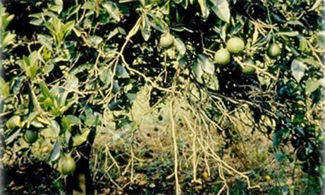 Citrus Leprosis Pathosystem Symptoms Trees Decrease in production due to reduction in tree canopy development Premature fruit and leaf