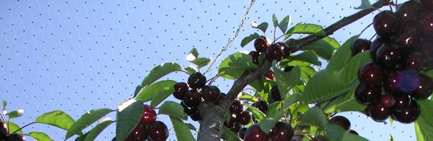 cherry plantation.