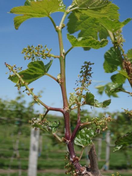 Phenology (mo/day) Indices at harvestx Yield/ Average 50% Bud 50% 50% TA vine cluster o Rootstock burst Bloom Veraison Harvest Brix ph (g/liter) (lb) wt (lb) Corot noir 6/16 8/16 9/13 18.4 3.38 6.