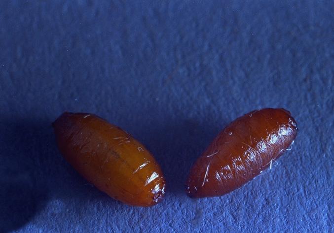Larvae emerge from fruit, drop to the soil and pupate under debris and in