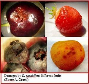 Many fruits are hosts of spottedwing drosophila Question: How important are the