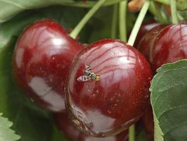 Cherry Fruit Fly Hosts Western