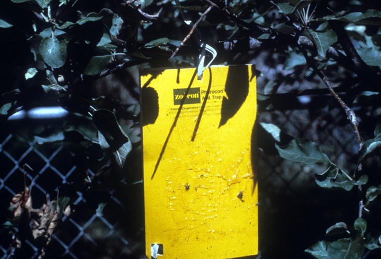 Yellow sticky cards can be used to