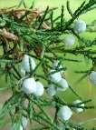Juniper Juniperus communis L. var.