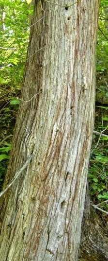 Arbor Vitae [Northern White Cedar] Thuja