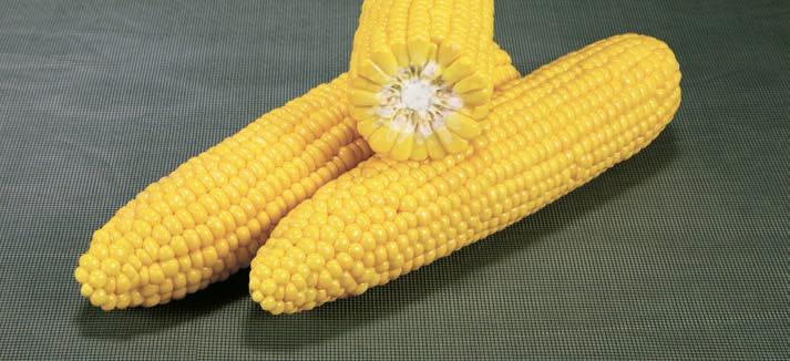 With ideal supersweet kernels and good eating quality, GSS3951 provides excellent consumer appeal.