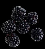 at the peak of perfection Blackberries are a