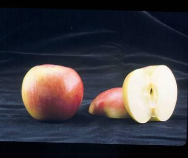Hybridization - produces a hybrid seed Doesn t affect the apple just the seeds.