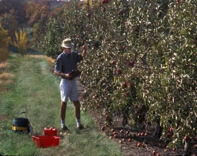 Apple Breeding Timeline First Test Year 3 5: First Test Pre-fruiting period -Cull seedlings in field for winter injury, disease susceptibility, etc.