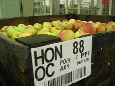Apple Breeding Timeline Year 15 20 Third Test -Propagate best selections for commercial testing -Apply for US Plant