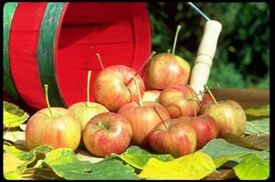 Very susceptible to scab Early Apples Chestnut Crabapple Ripens ~ Sept 8. Nutty flavor.