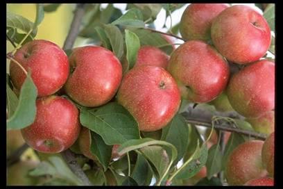 Late Midseason Apples Haralson Ripens ~ September 30. Tart flavor.