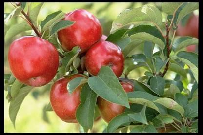 Late Season Apples Regent Ripens ~ October 10. Well balanced flavor.