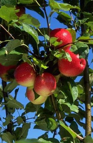 Minneiska variety apples Apples available at retail stores and the Arboretum Applehouse Typically